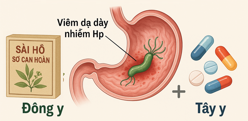 Sài hồ sơ can hỗ trợ tiêu diệt vi khuẩn Hp