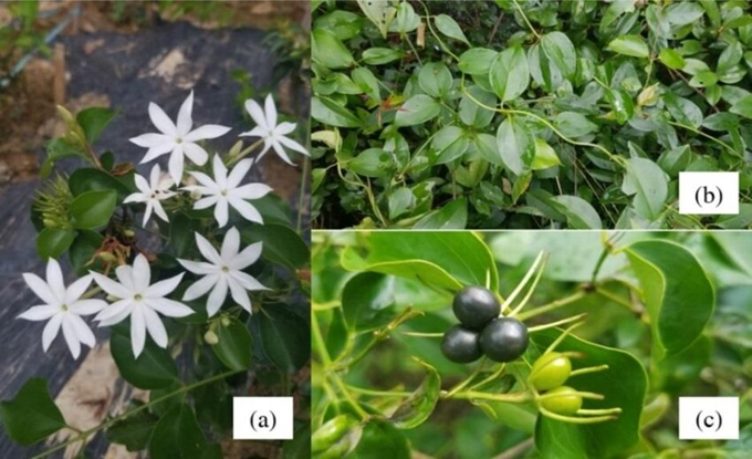 Đặc điểm hình thái hoa - lá - quả của cây chè vằng