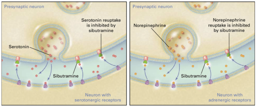 ibutramine và các chất chuyển hóa có hoạt tính của nó ức chế sự tái hấp thu serotonin và norepinephrine, do đó kéo dài tác dụng của các chất dẫn truyền thần kinh này tại các thụ thể sau synap của chúng. 