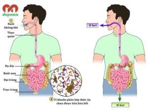 Trung tiện – Xì hơi – Đánh rắm