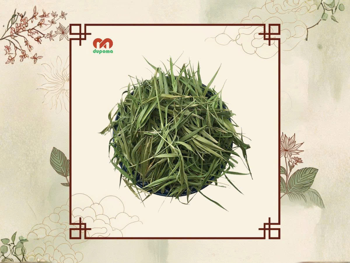 dược liệu trúc diệp