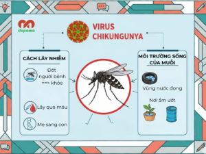 Nguyên nhân gây bệnh Chikungunya