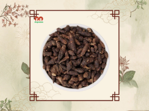 Vị thuốc Hương phụ