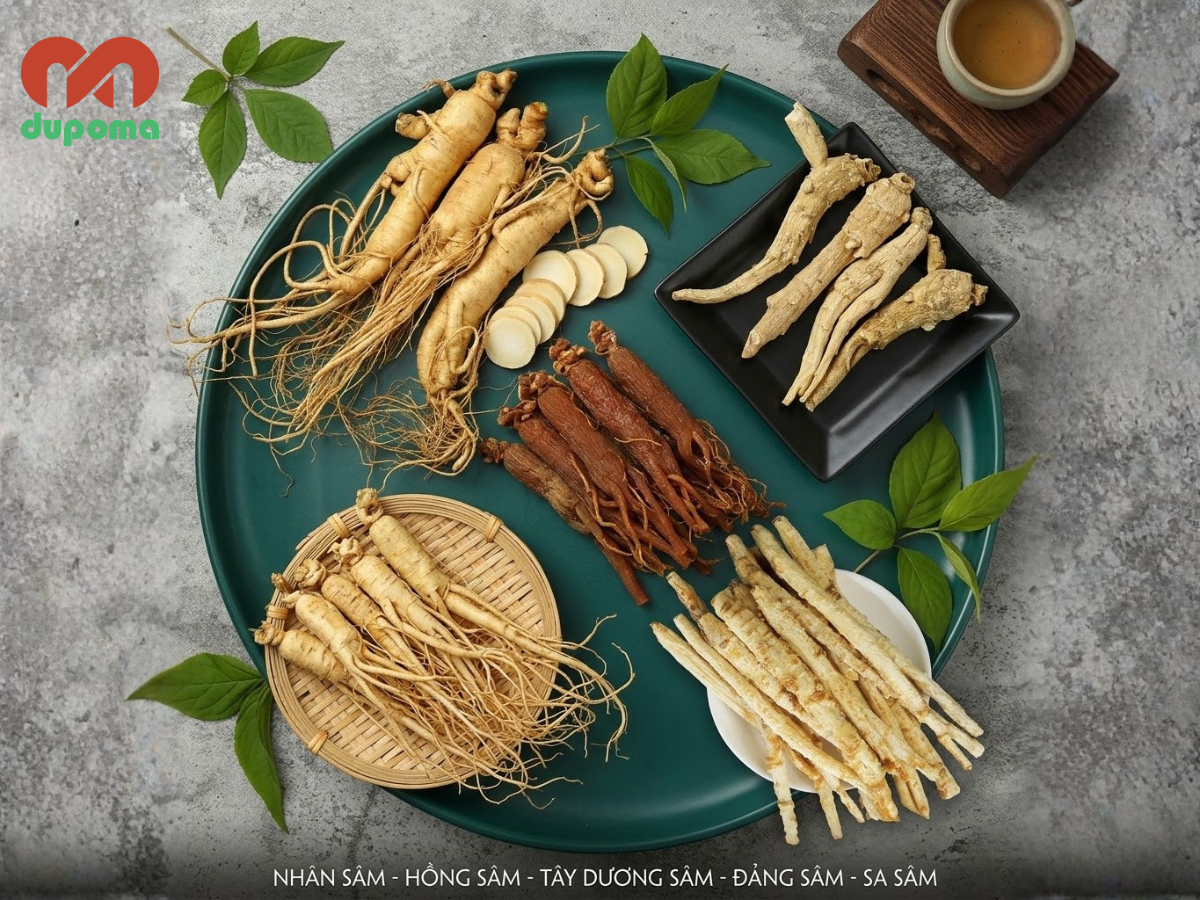 Nhân sâm - Hồng sâm - Tây dương sâm - Đảng sâm - Sa sâm