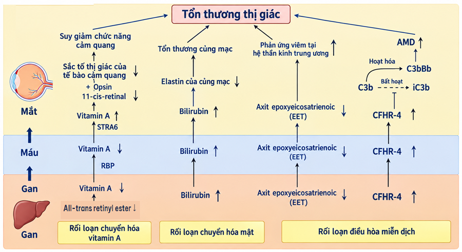 Bệnh ở gan tác động đến mắt